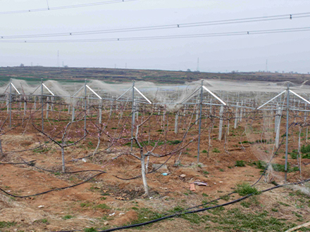 阳光玫瑰葡萄种植基地