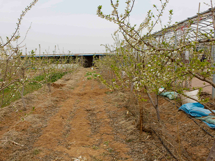 果树种植培育基地