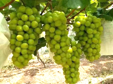 阳光玫瑰葡萄鲜果种植基地